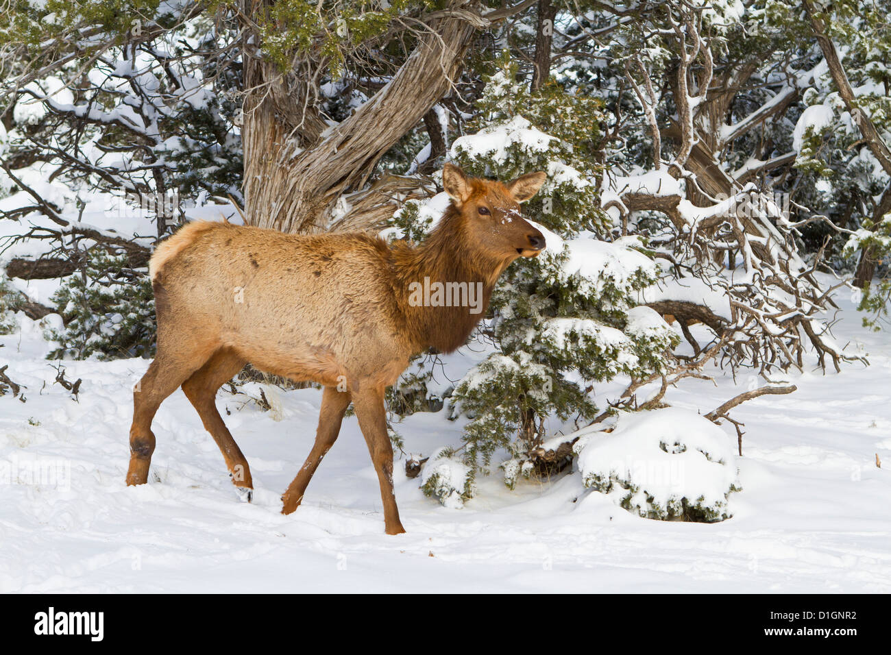 Elk, Cervus canadensis, wapiti, South Rim, il Parco Nazionale del Grand Canyon, Arizona, Stati Uniti d'America, America del Nord Foto Stock