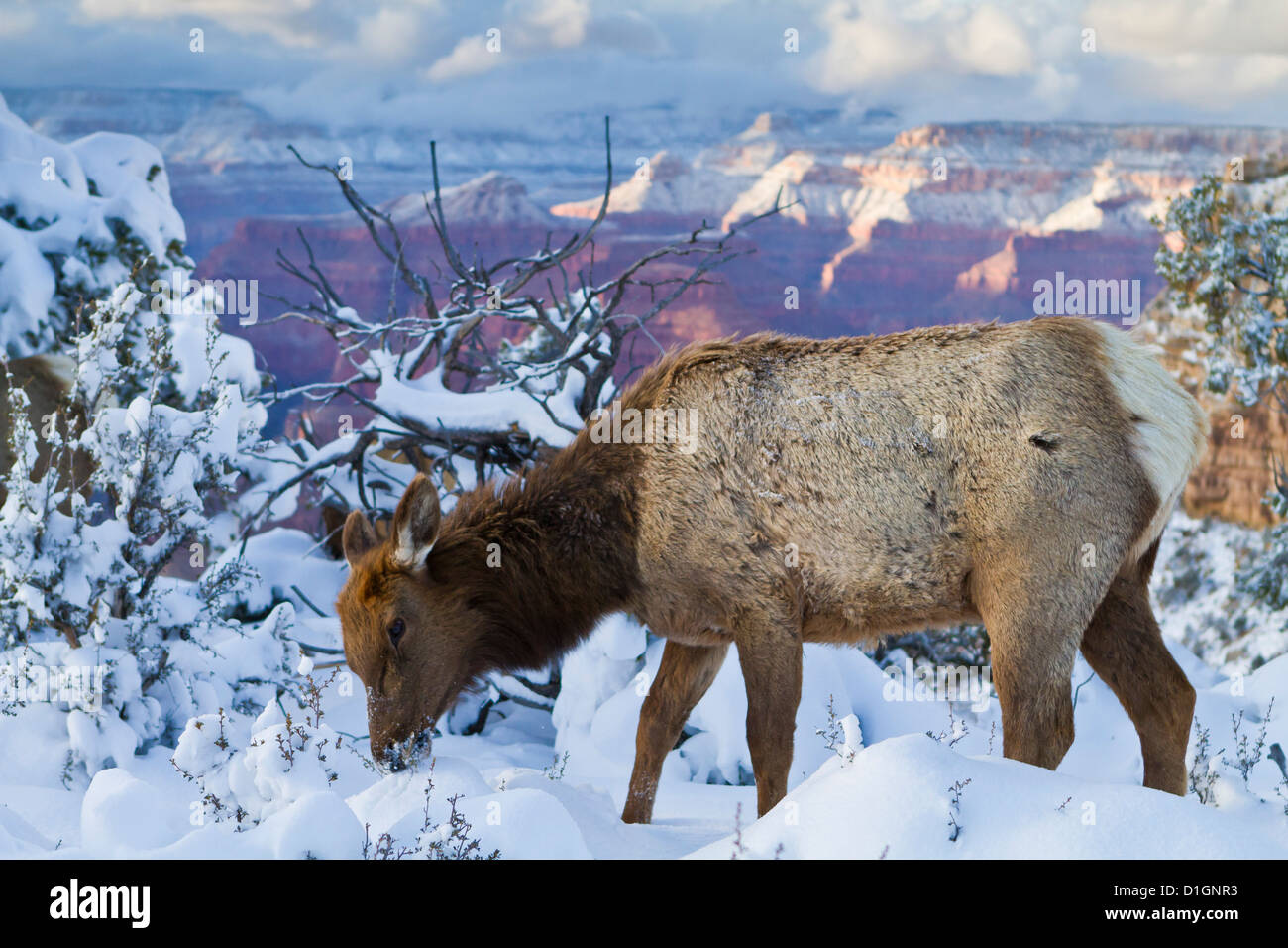 Elk (Cervus canadensis) (wapiti), South Rim, il Parco Nazionale del Grand Canyon, Arizona, Stati Uniti d'America, America del Nord Foto Stock