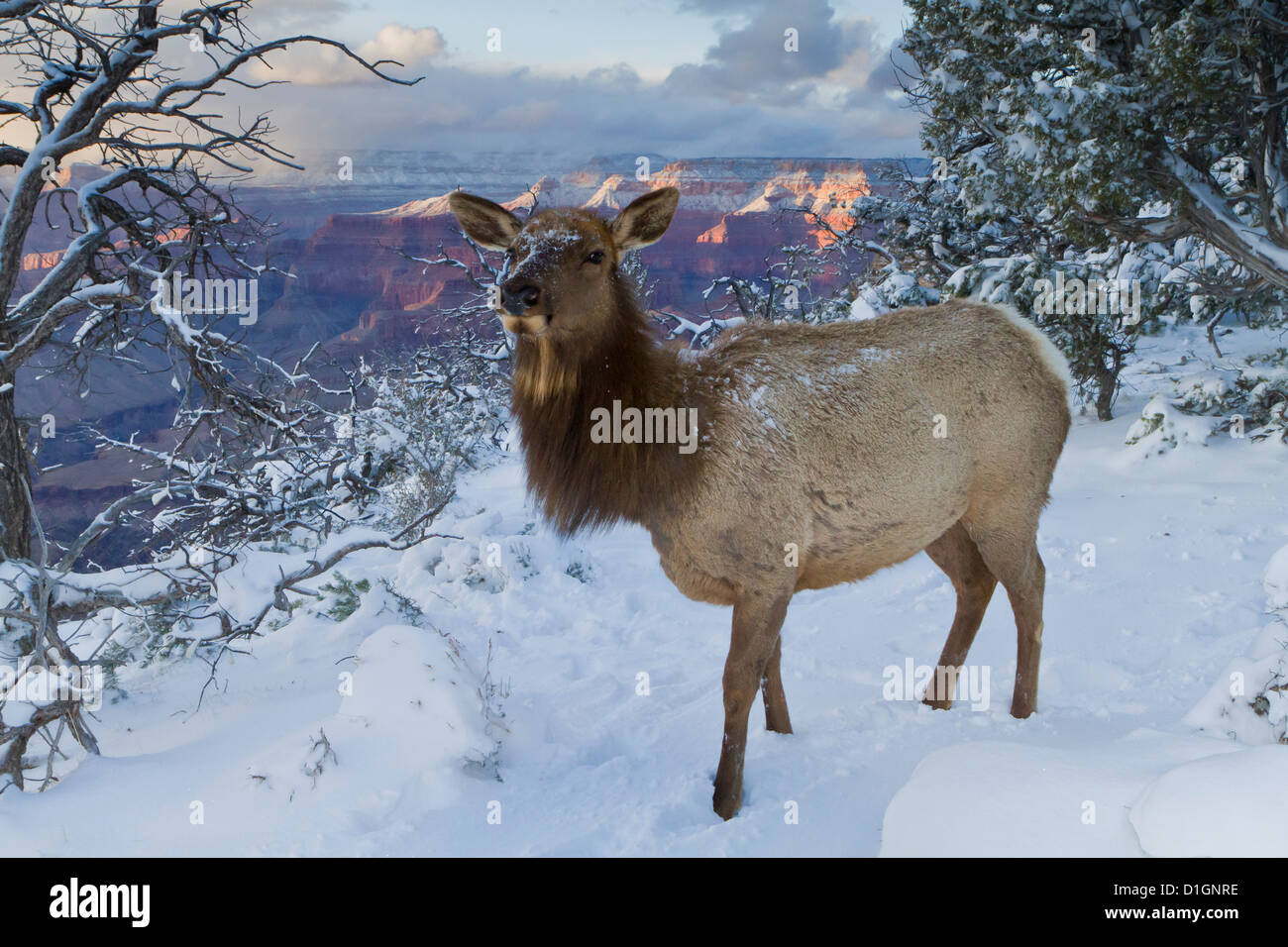 Elk (Cervus canadensis) (wapiti), South Rim, il Parco Nazionale del Grand Canyon, Arizona, Stati Uniti d'America, America del Nord Foto Stock