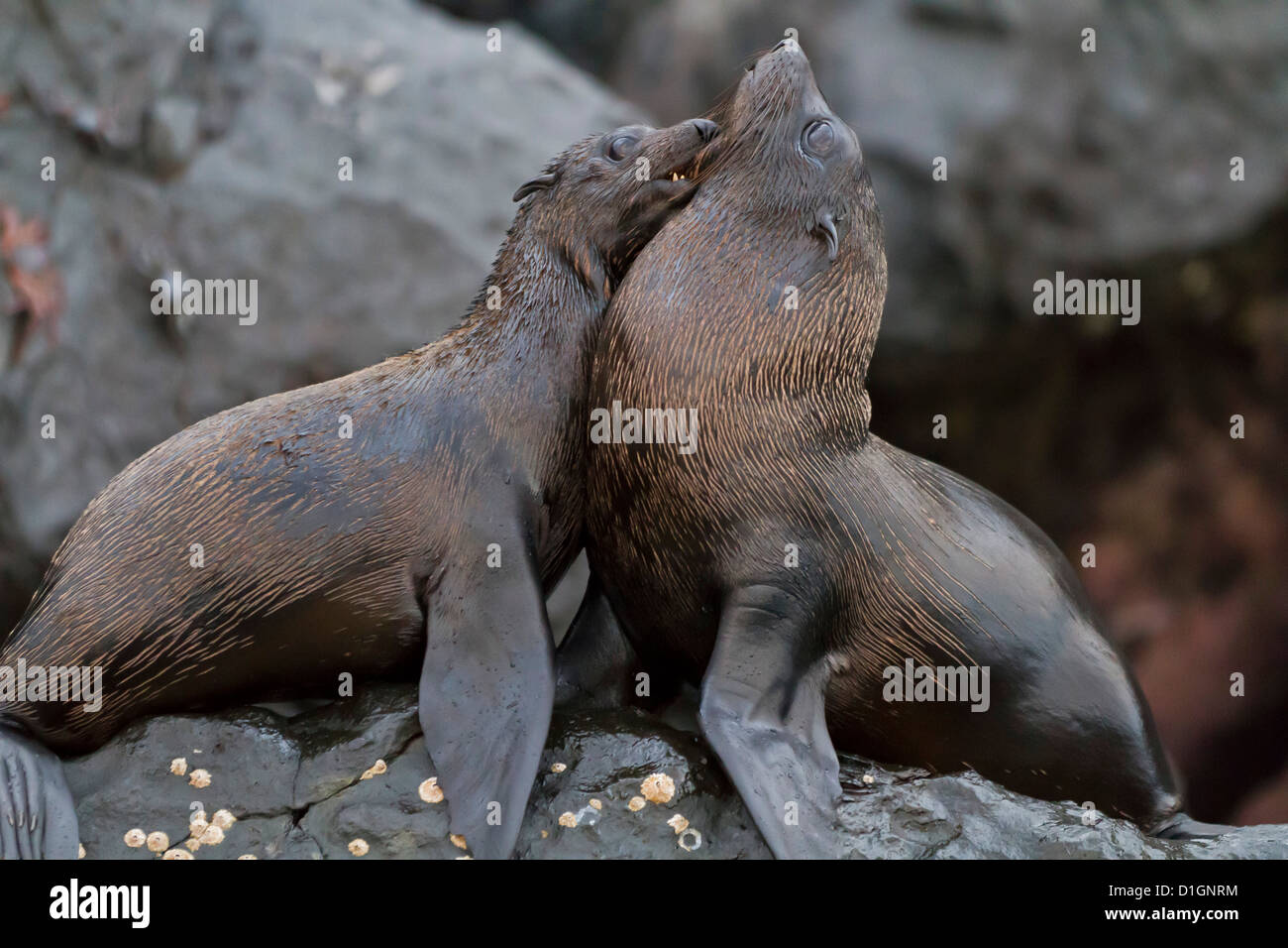 Le Galapagos foche (Arctocephalus galapagoensi), Isabela Island, Isole Galapagos, Ecuador, Sud America Foto Stock