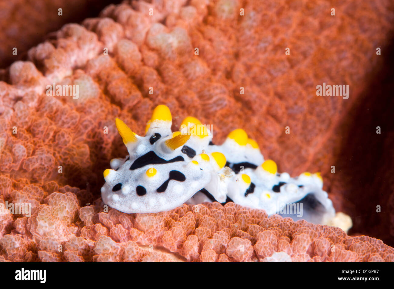 Sea slug (Phyllidia varicosa), a Sulawesi, Indonesia, Asia sud-orientale, Asia Foto Stock