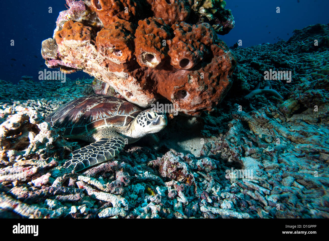 Tartaruga Verde (Chelonia Mydas), a Sulawesi, Indonesia, Asia sud-orientale, Asia Foto Stock