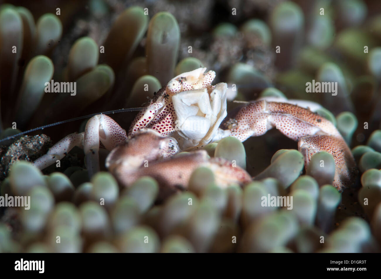 Il granchio di porcellana (Neopetrolisthes maculata), a Sulawesi, Indonesia, Asia sud-orientale, Asia Foto Stock