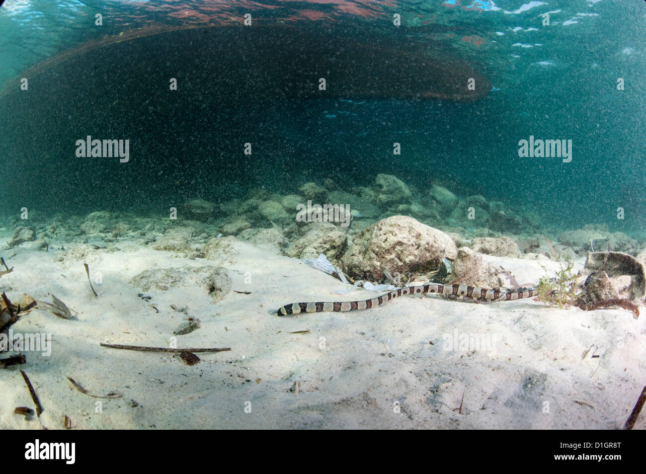 Nastrare snake anguilla (Myrichthys colubrinus), a Sulawesi, Indonesia, Asia sud-orientale, Asia Foto Stock