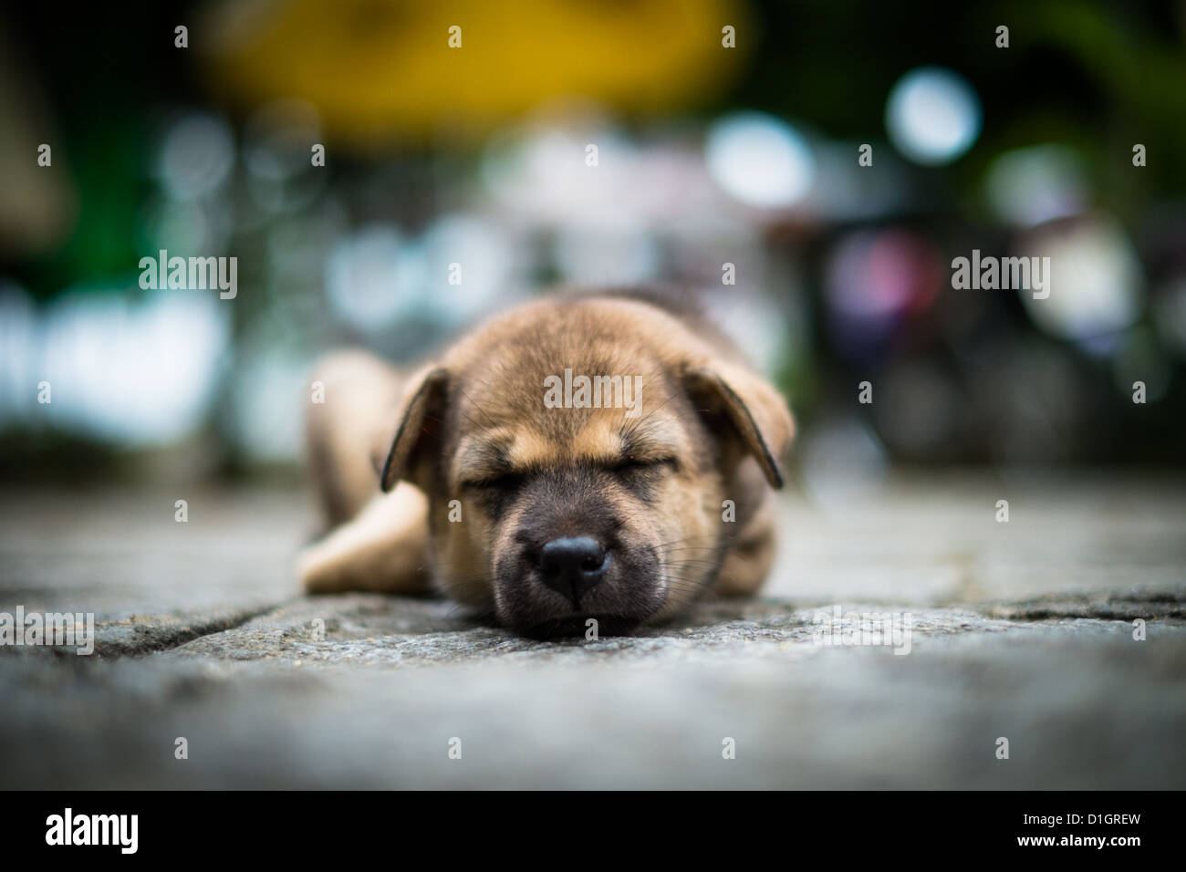 Carino la foto di un cucciolo a pelo Foto Stock