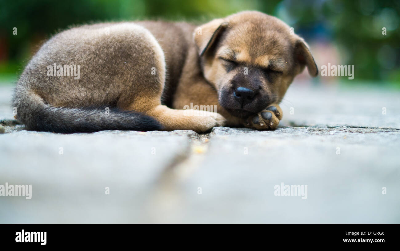 Carino la foto di un cucciolo a pelo Foto Stock