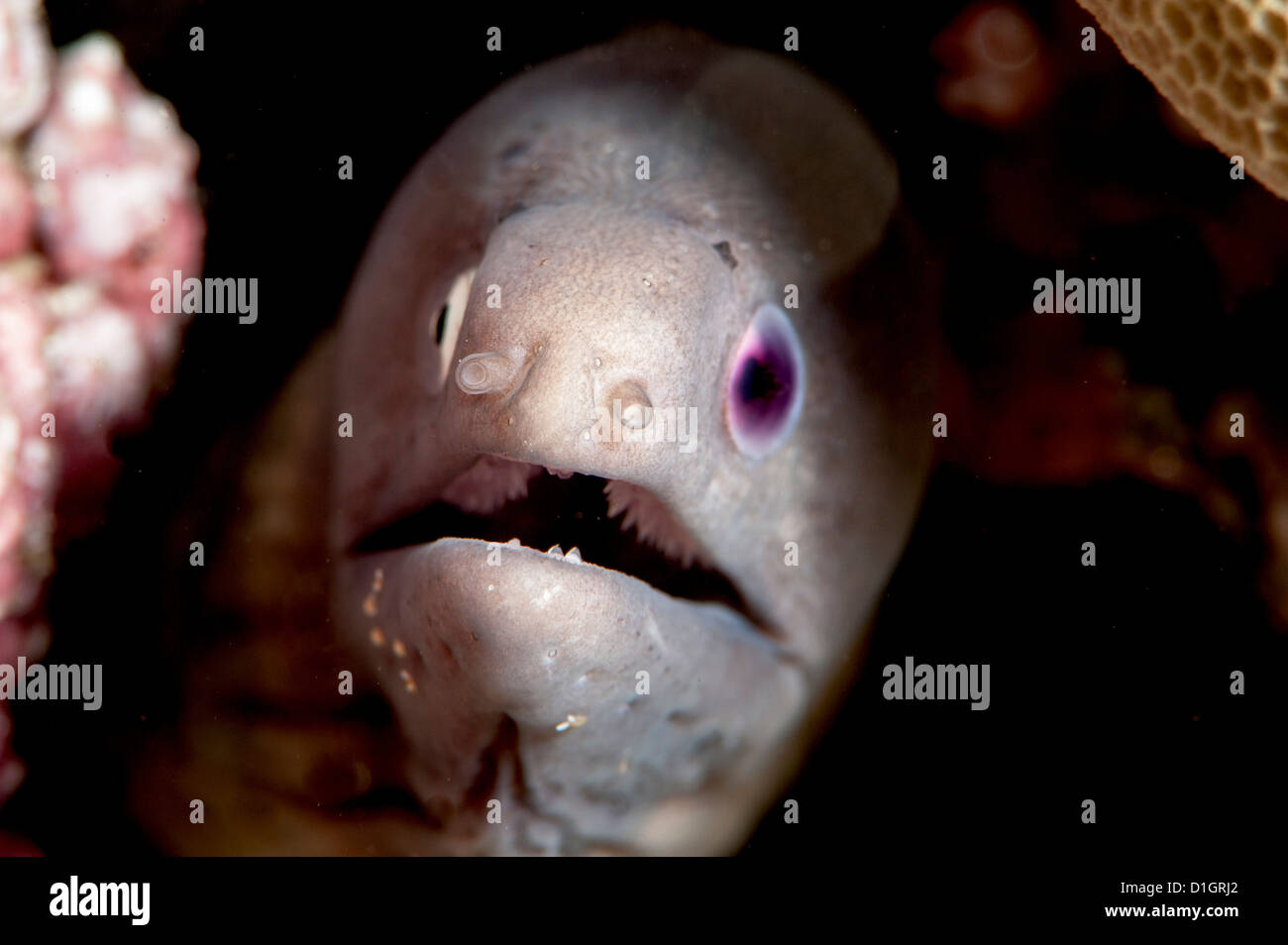 White eyed moray eel (la Siderea thysoidea) cieca da un occhio, Sulawesi, Indonesia, Asia sud-orientale, Asia Foto Stock