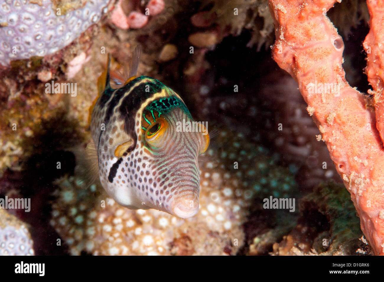 Mimic filefish (Paraluteres prionurus) nero minics sellati toby, Sulawesi, Indonesia, Asia sud-orientale, Asia Foto Stock