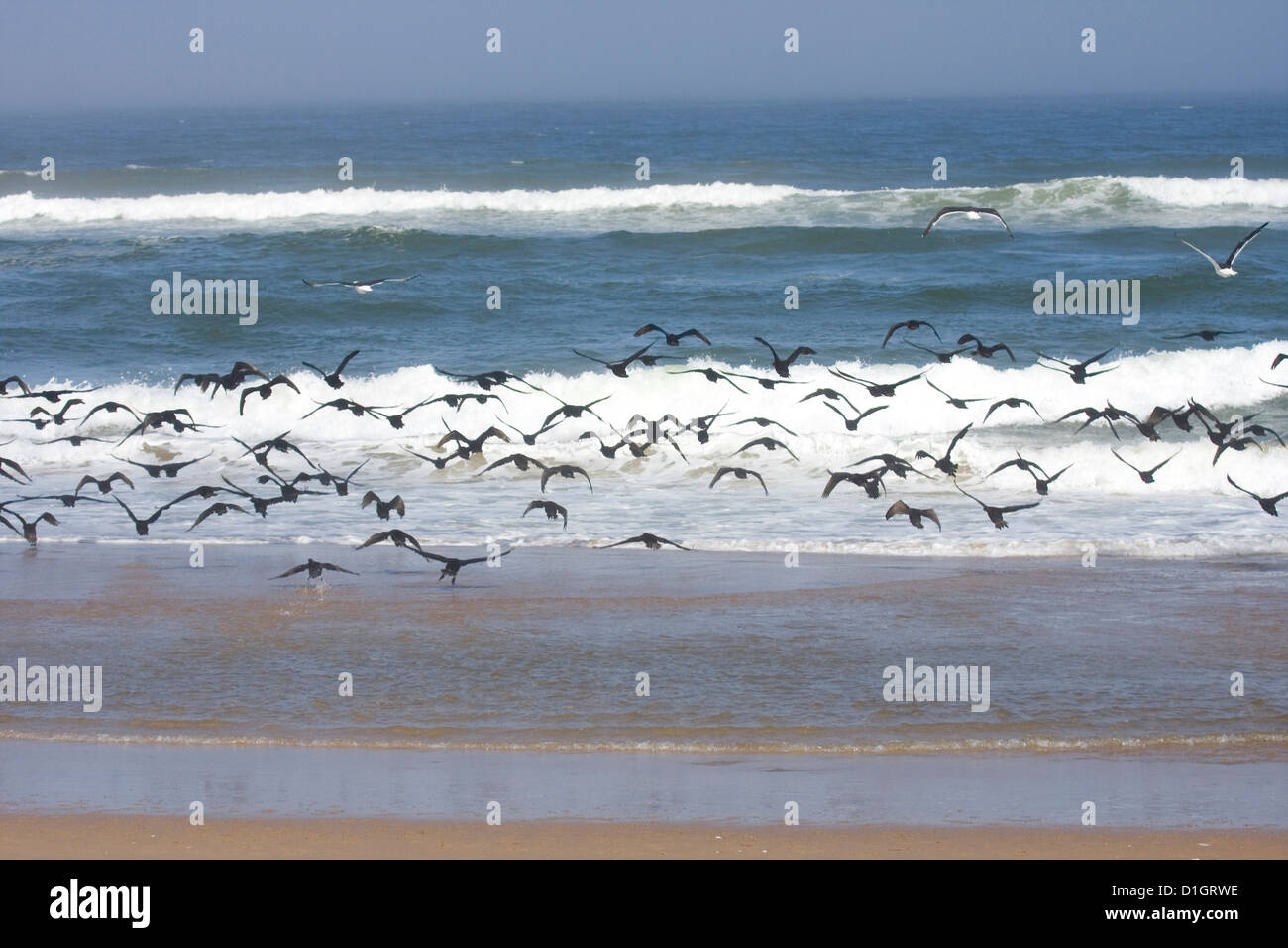 Stormo di cormorani neri volare verso il mare, Sandwich Harbour, Namibia. Foto Stock