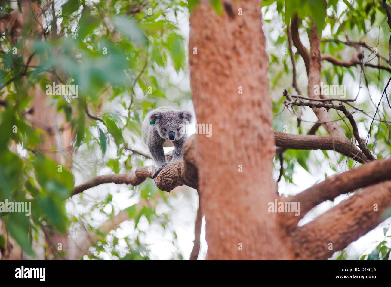 Il Koala Bear (Phascolarctos cinereus) a Port Macquarie Koala Bear Ospedale, Nuovo Galles del Sud, Australia Pacific Foto Stock