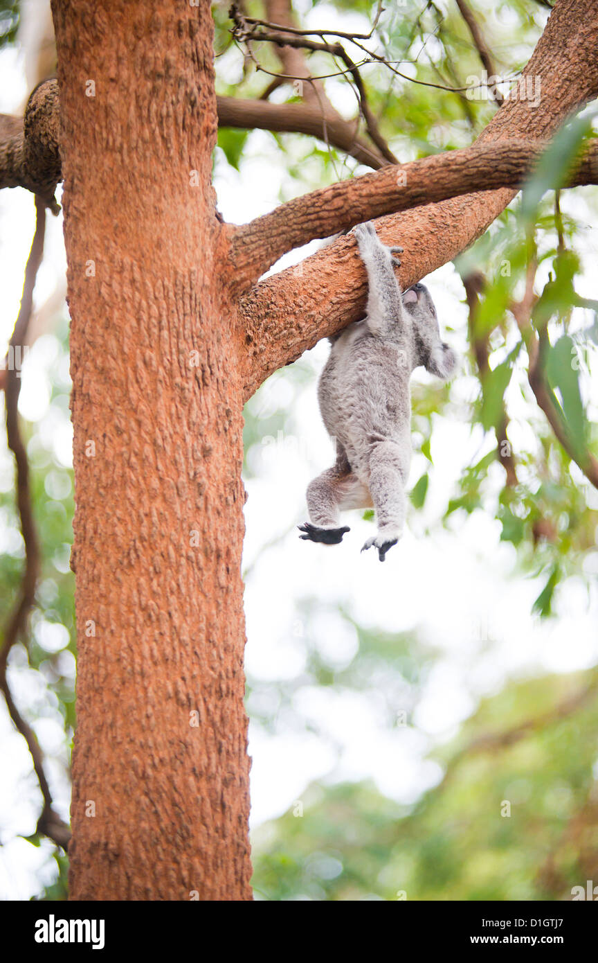 Il Koala Bear (Phascolarctos cinereus) a Port Macquarie Koala Bear Ospedale, Nuovo Galles del Sud, Australia Pacific Foto Stock