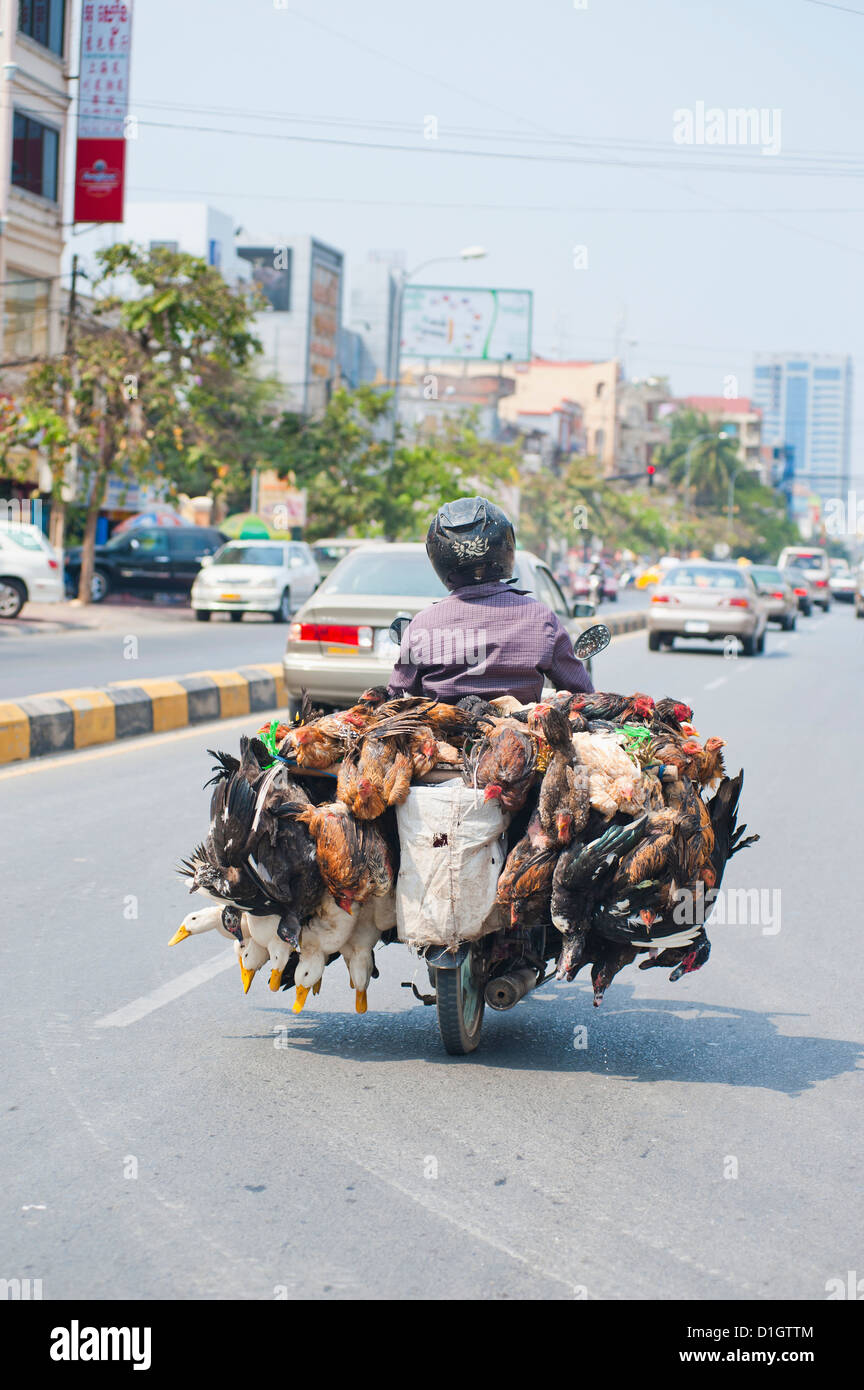Vivere i polli e anatre di essere presi al mercato su un ciclomotore in Phnom Penh Cambogia, Indocina, Asia sud-orientale, Asia Foto Stock