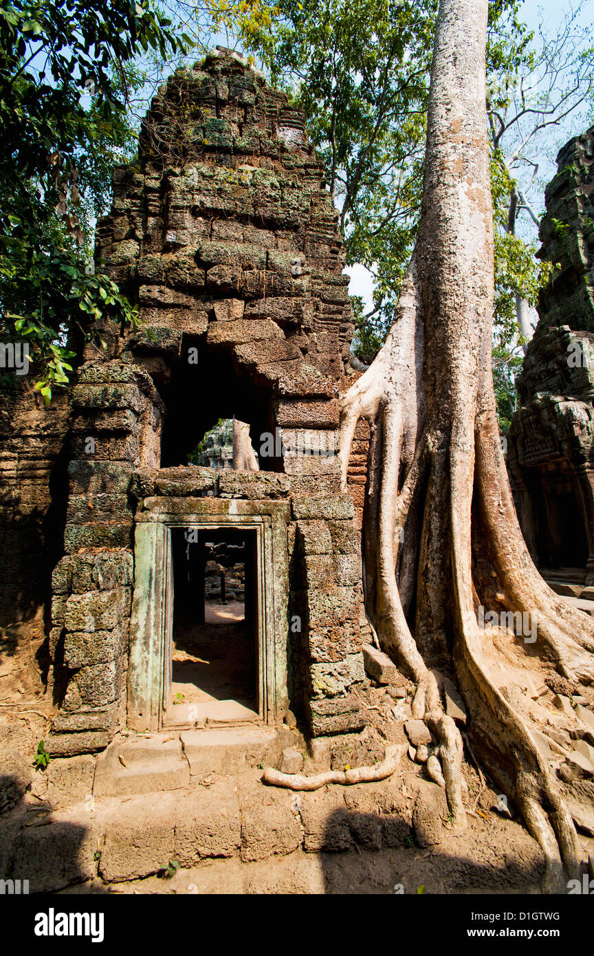 Radici sovradimensionate e rovine di Ta Prohm tempio, i templi di Angkor, Siem Reap, Cambogia, Indocina, Asia sud-orientale, Asia Foto Stock