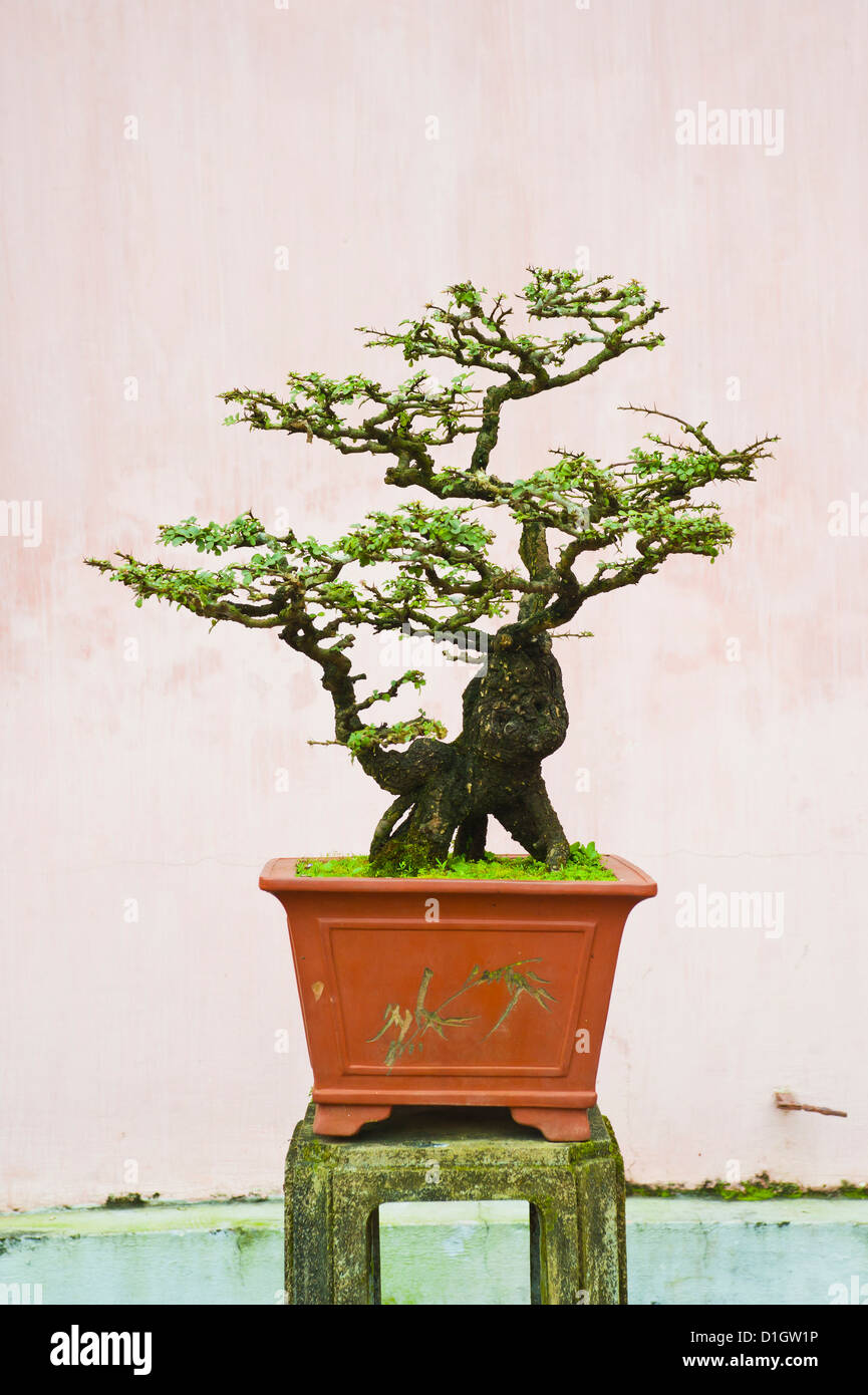 Close-up di un bonzai albero a Thien Mu Pagoda, tonalità, Vietnam, Indocina, Asia sud-orientale, Asia Foto Stock