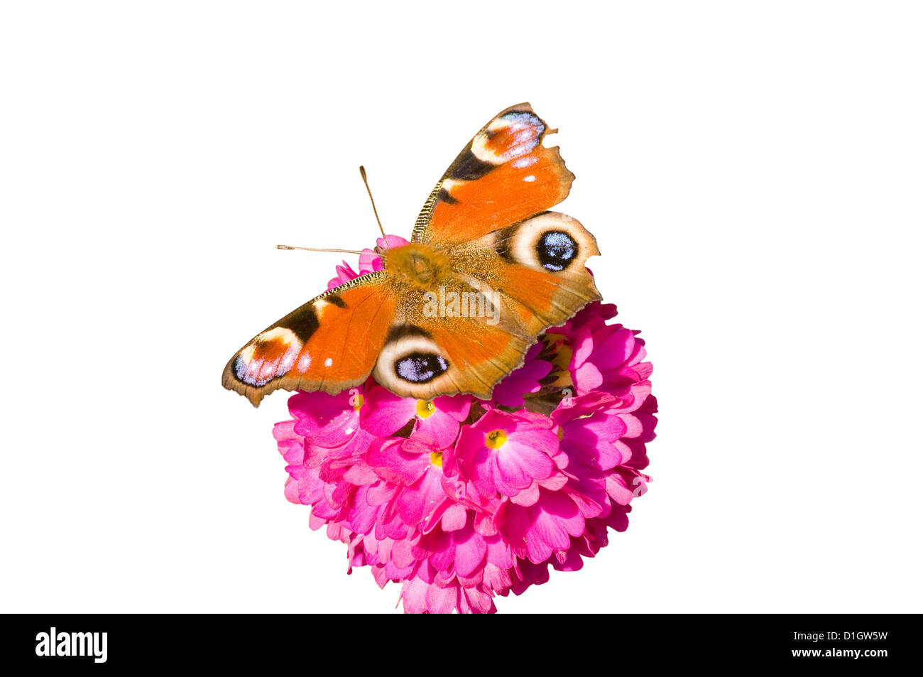 Farfalla pavone su una Primula Foto Stock
