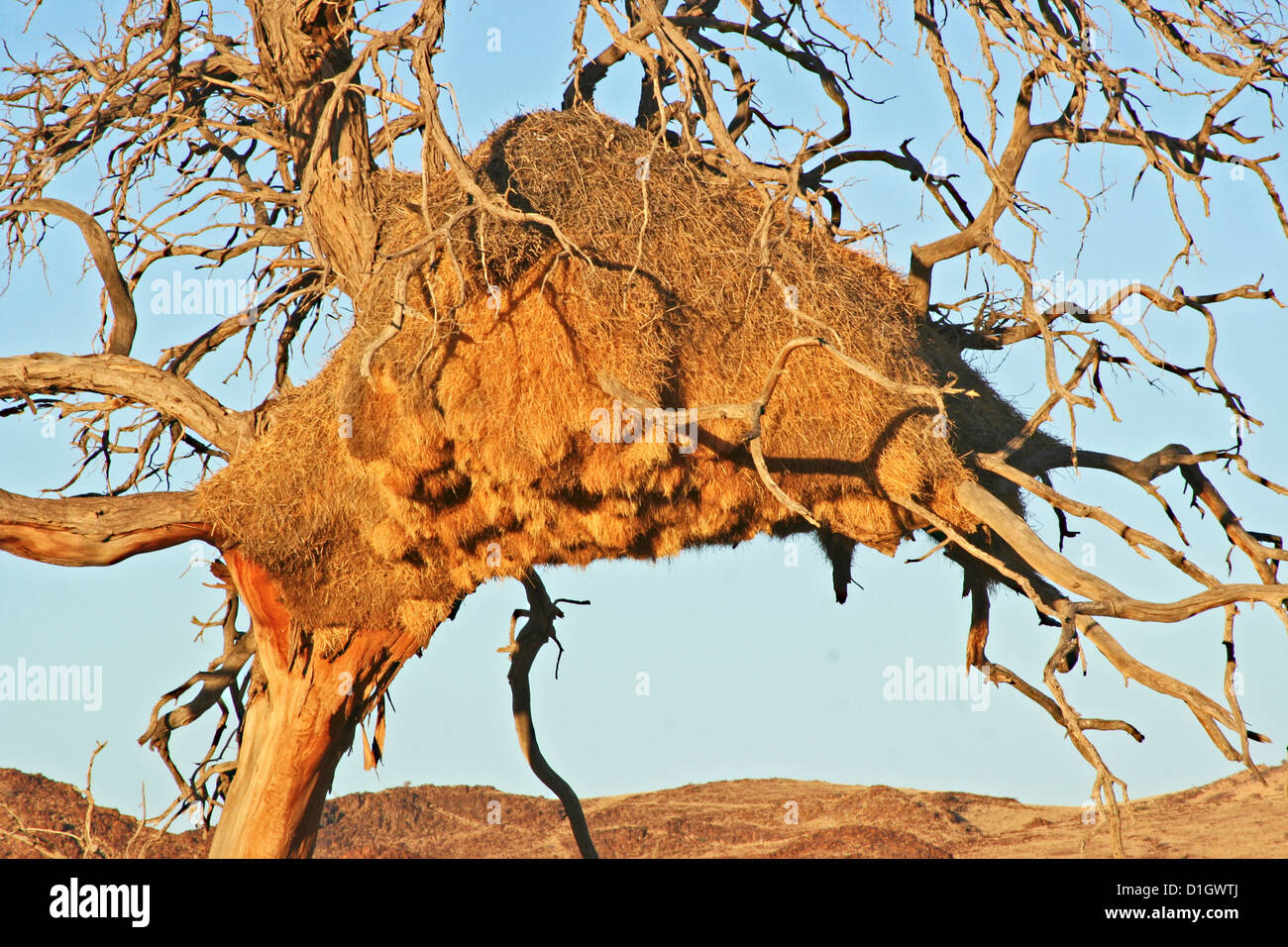 Un socievole tessitori' nidificano nel deserto del Namib Foto Stock