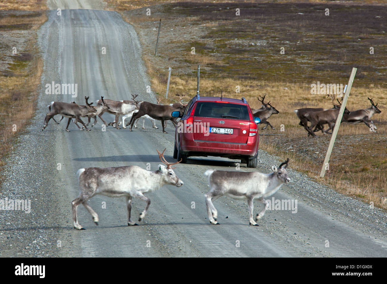 La migrazione di renne (Rangifer tarandus) allevamento strada di attraversamento della tundra in autunno, Jämtland, Svezia e Scandinavia Foto Stock