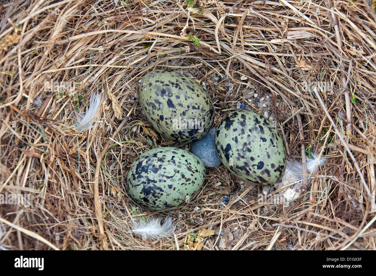 Lesser black-backed gull (Larus fuscus) nido con frizione di uova nelle dune lungo la costa del Mare del Nord Foto Stock