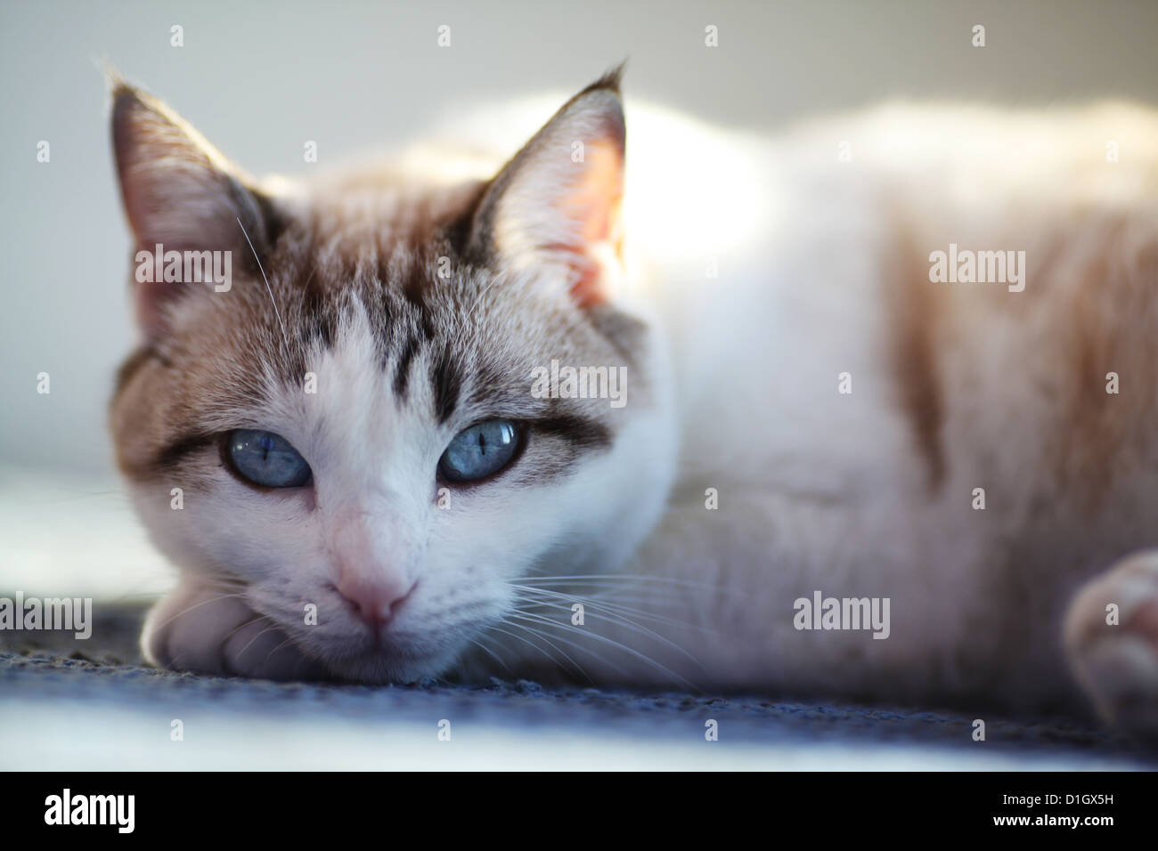 Un bianco e marrone/Femmina grigia di gatto domestico con gli occhi blu e le orecchie appuntite guardando nella telecamera sdraiati al sole sulla zampa anteriore Foto Stock