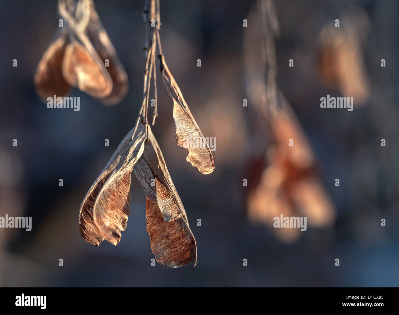 Rosso Secco chiavi di acero in inverno Foto Stock