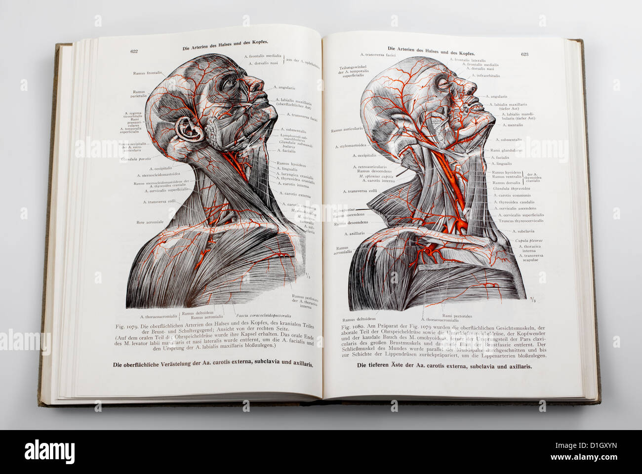 Xilografie in un libro di testo di medici, illustrazione dei nervi e delle arterie in testa umana, Foto Stock