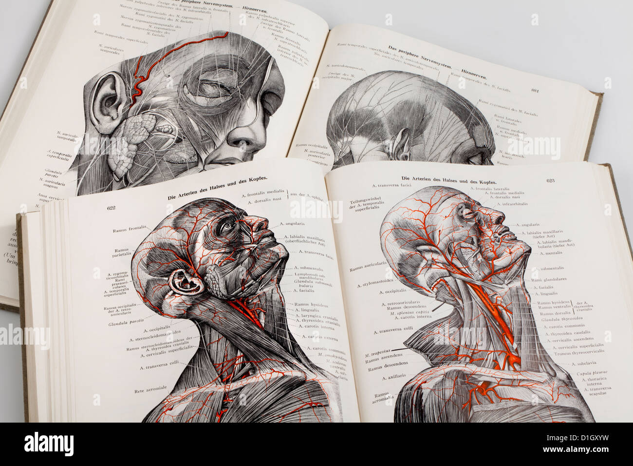 Xilografie in un libro di testo di medici, illustrazione dei nervi e delle arterie in testa umana, Foto Stock