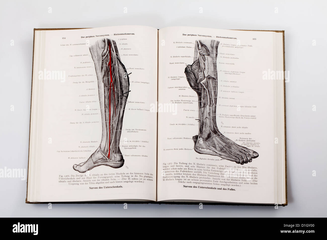 Xilografie in un libro di testo di medici, illustrazione dei nervi in una gamba umana, Foto Stock