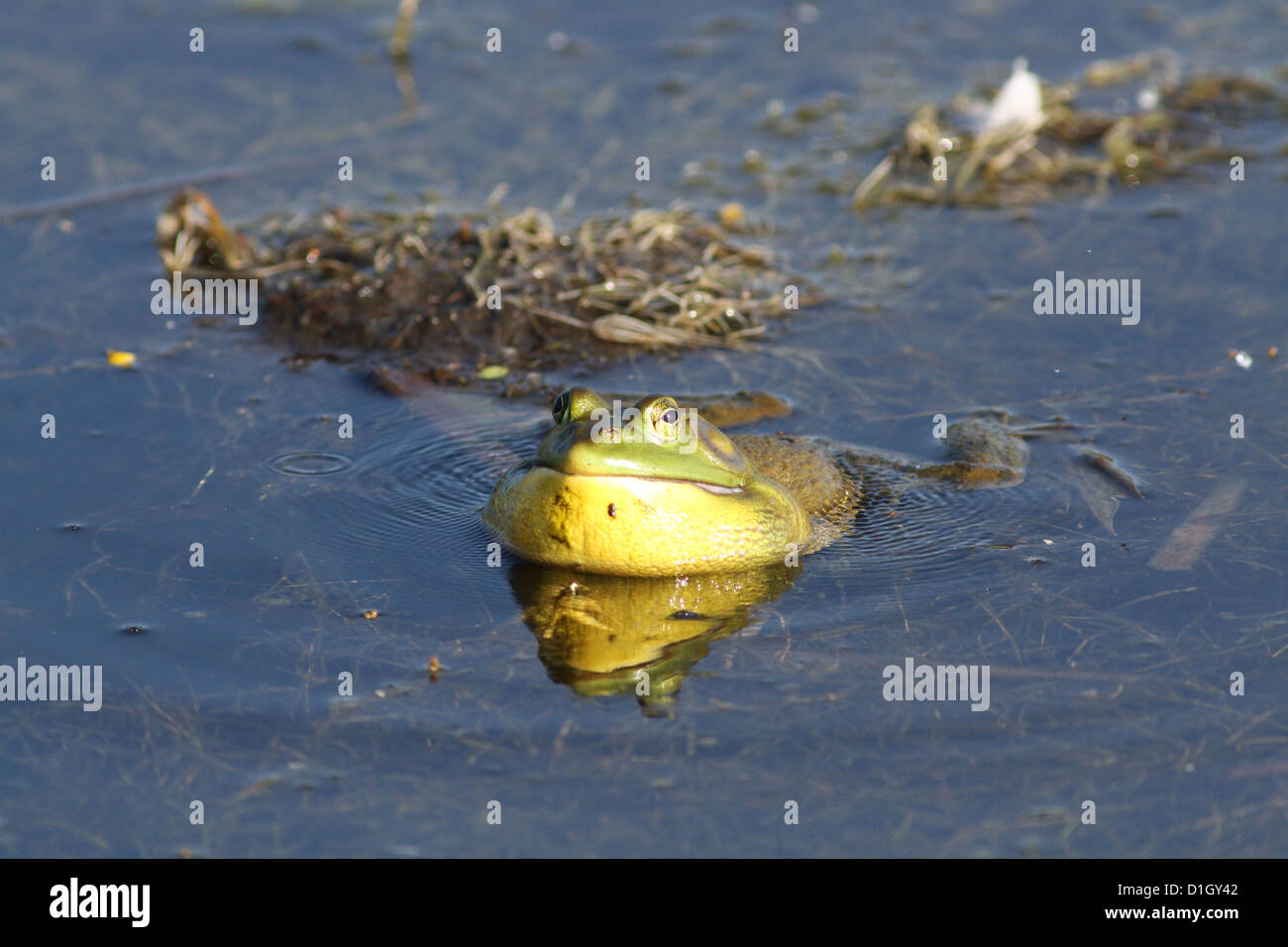 Bullfrog maschio (Rana catesbeiana) cantare in acqua. Foto Stock