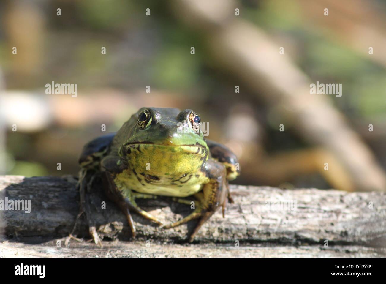 Bullfrog femmina (Rana catesbeiana) in primavera. Foto Stock
