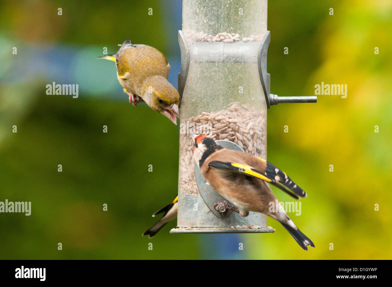 Cardellino [Carduelis carduelis] e [Verdone Carduelis chloris] litigando su bird feeder di girasole cuori. Inghilterra Foto Stock