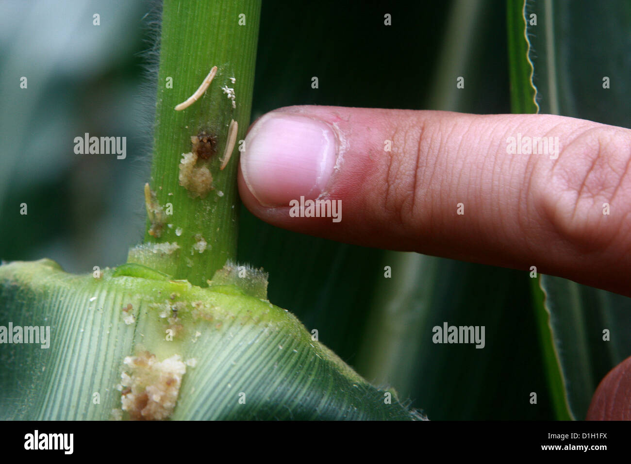 Lesione del mais da parte della foratrice di mais europea (Ostrinia nubialis) Foto Stock