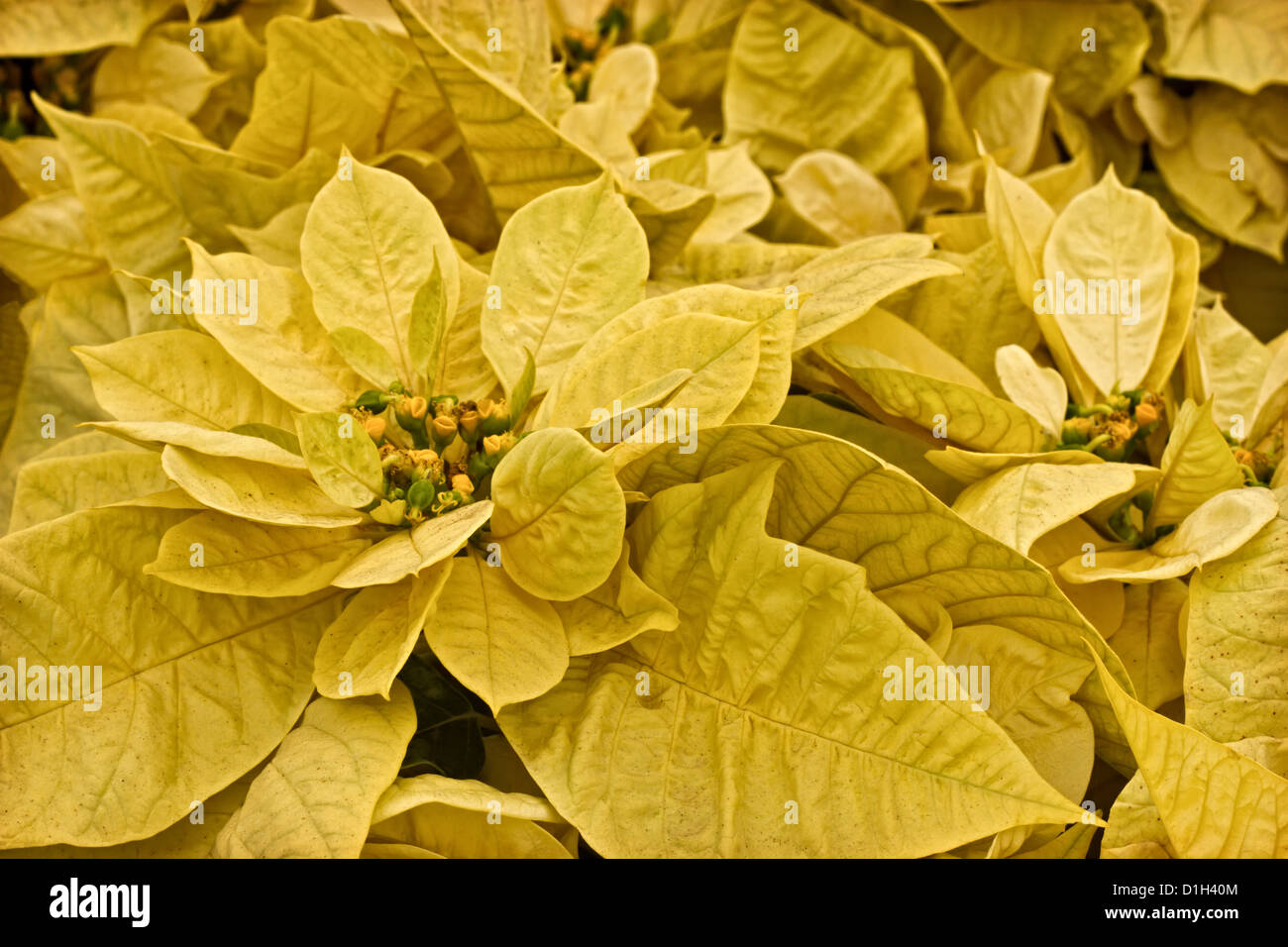 Una fotografia di stock di alcuni giallo piante poinsettia. Foto Stock