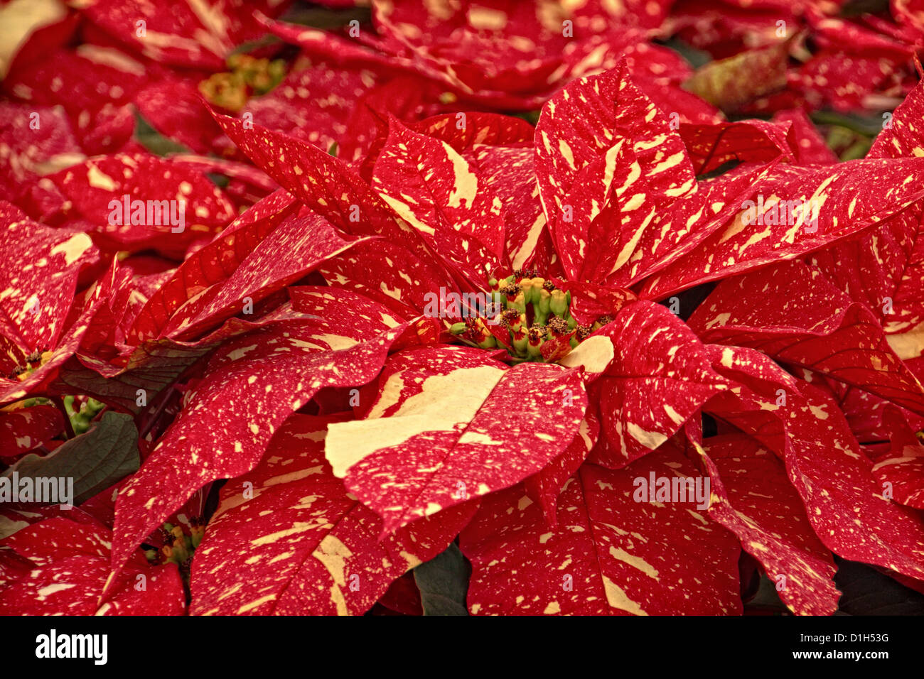 Una fotografia di stock di alcuni red glitter Poinsettia piante. Foto Stock