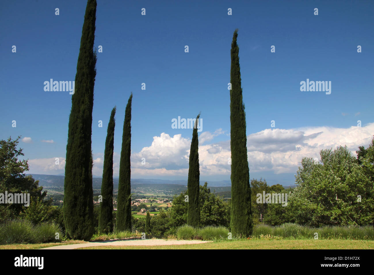 I cipressi del parco a Oppede-le-Vieux nel sud della Francia Foto Stock