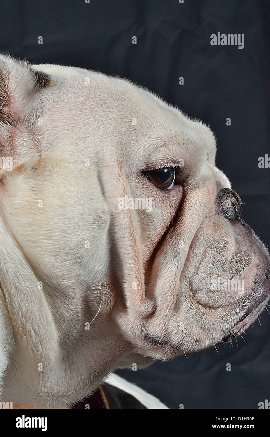 White Bulldog inglese METÀ FACCIA Foto Stock
