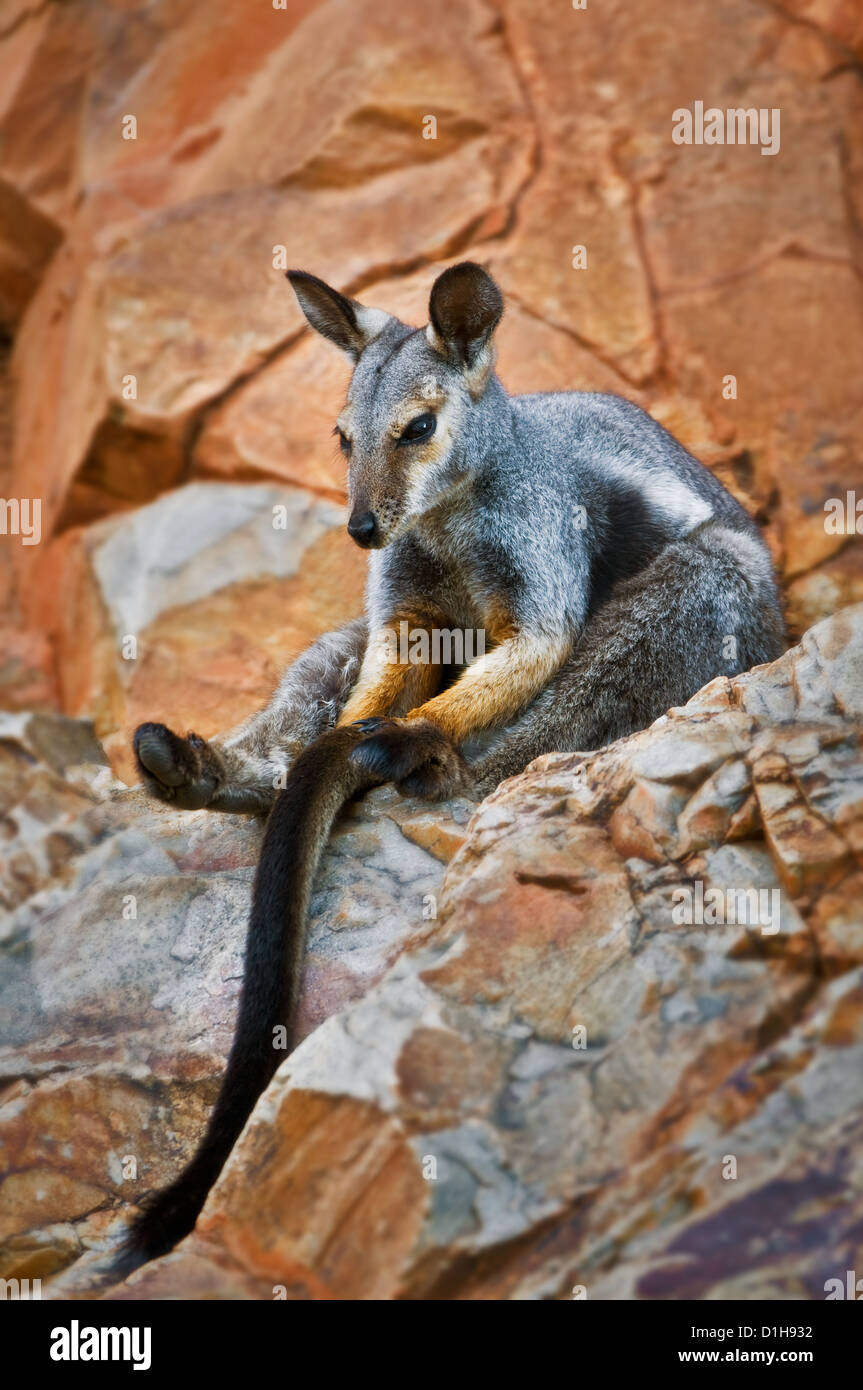 Nero-footed Rock-wallaby seduti rilassati in una parete di roccia. Foto Stock