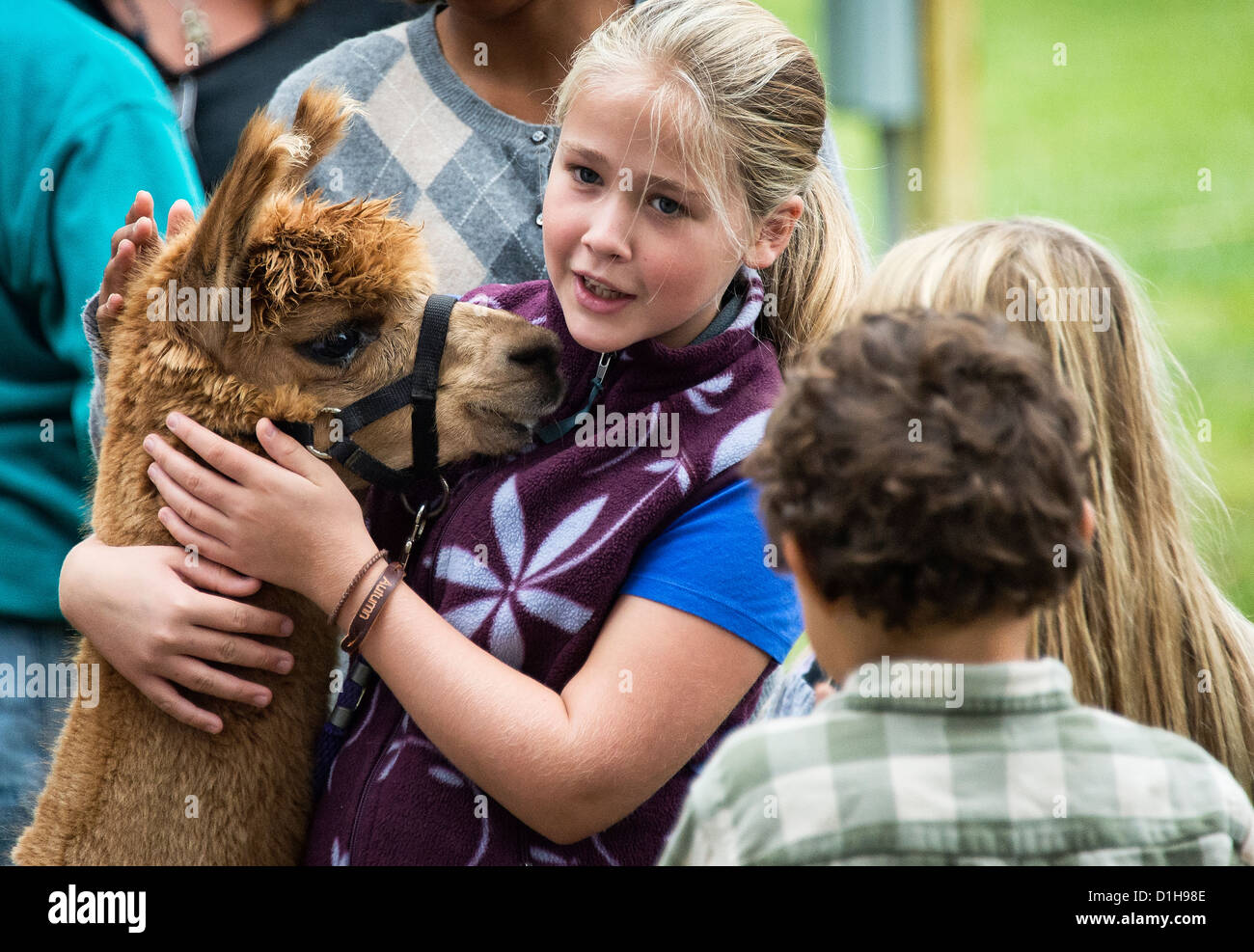 Ragazza petting Alpaca a Martha's Vineyard Harvest Fest, West Tisbury, Massachusetts, STATI UNITI D'AMERICA Foto Stock