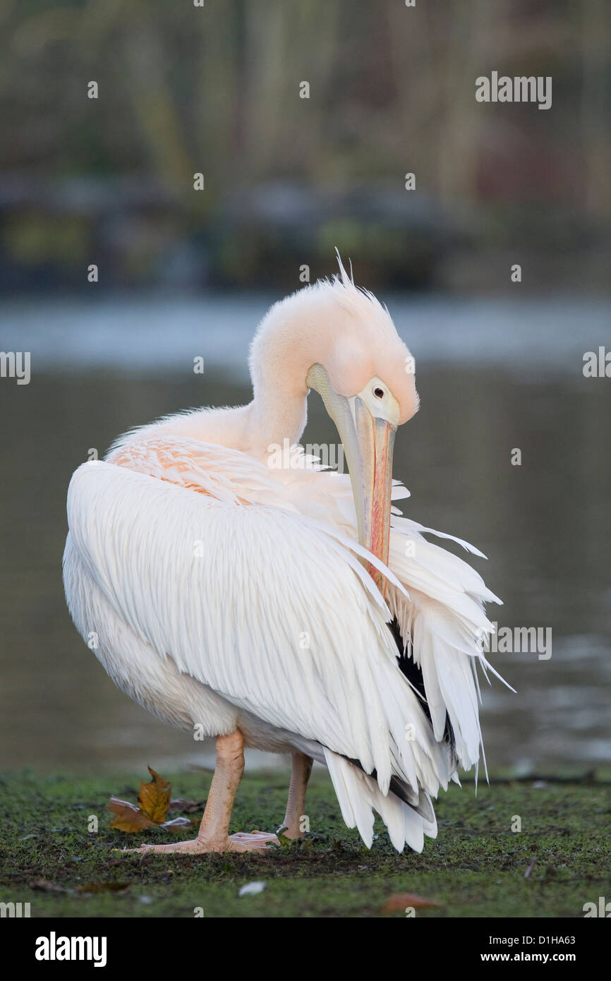 Pellicani sul lago in Londra Inghilterra American Great White Pelican Pelecanus onocrotalus Foto Stock