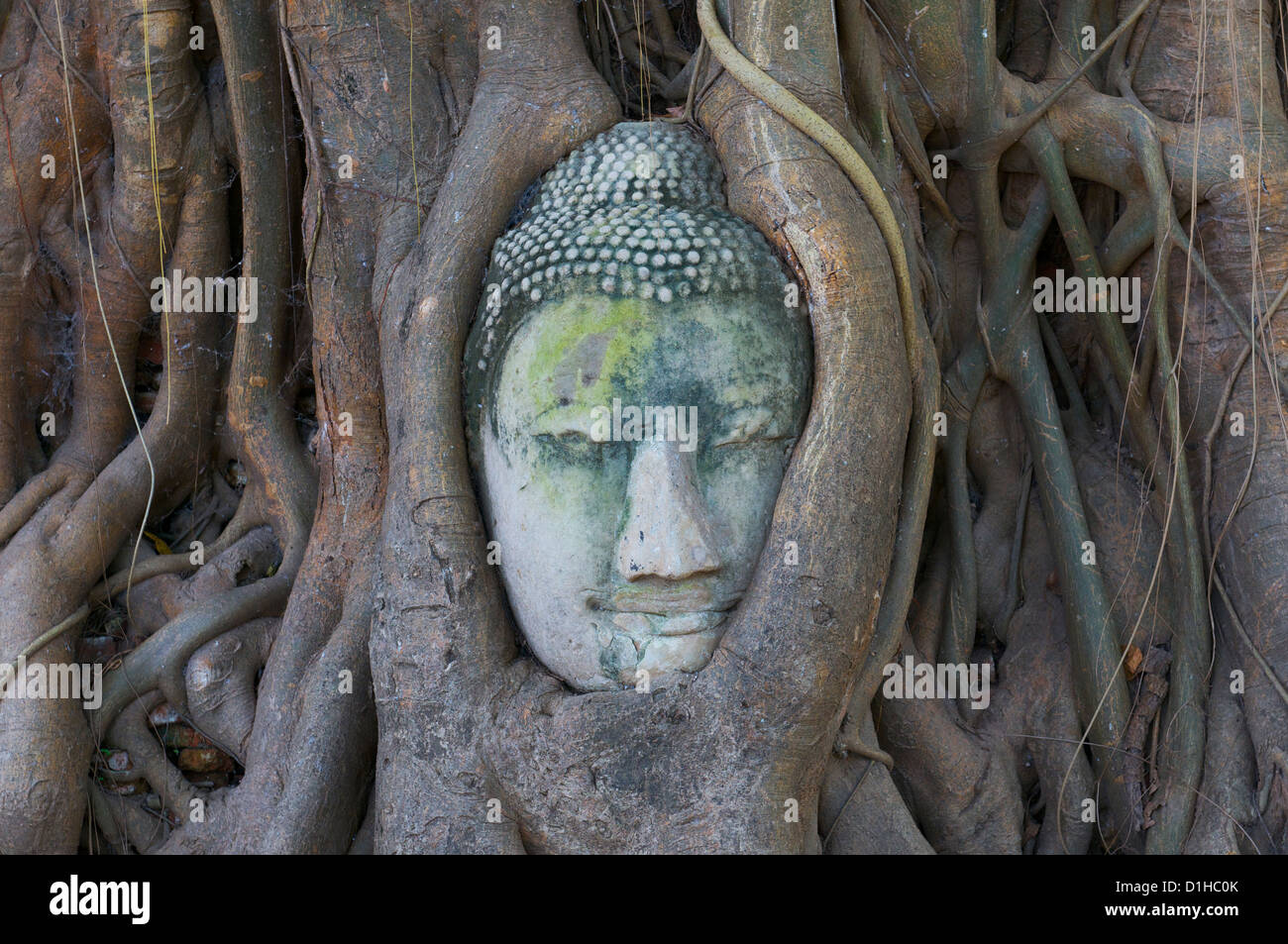 Il Buddha la testa racchiusi nelle radici di un Banyan Tree al Wat Phra Mahathat tempio, Ayutthaya Thailandia Foto Stock