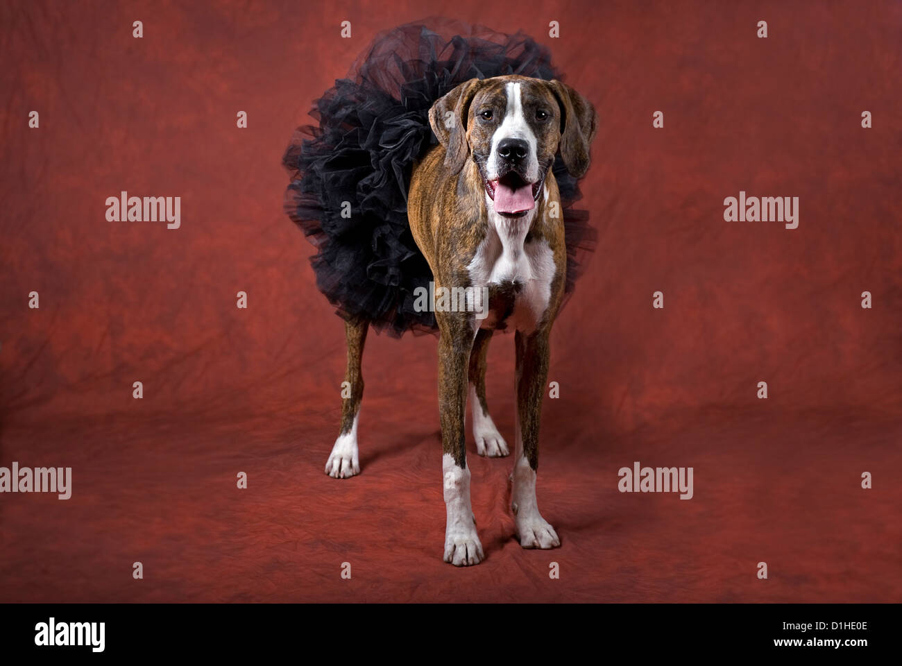 L'immagine orizzontale di un misto di cane boxer indossando un nero tutu su una ruggine-sfondo arancione come un animale di Halloween tema. Foto Stock