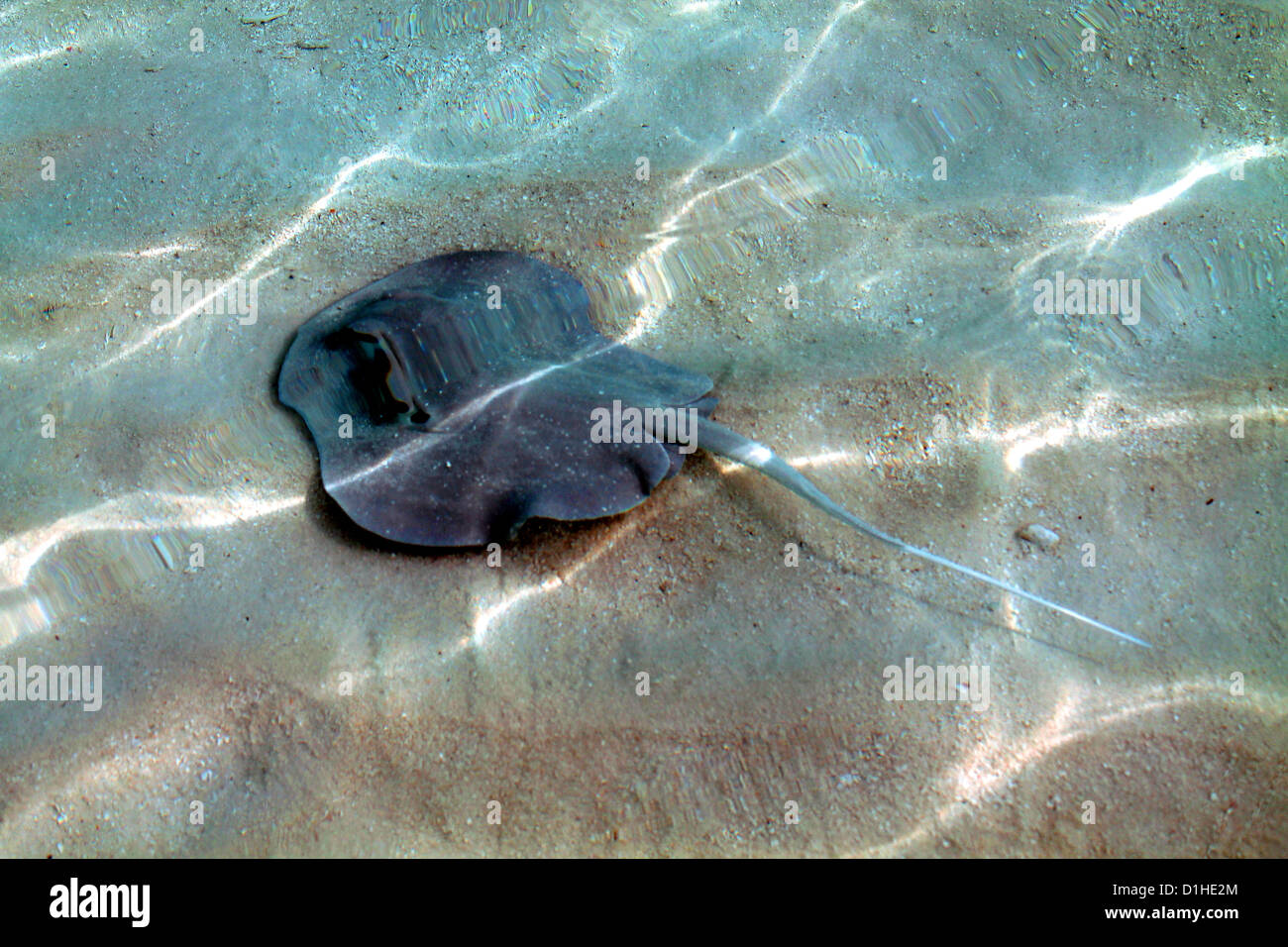 Batoldea, Rajiformes, appiattito pesci cartilaginei in acqua (razza nell'acqua) Foto Stock