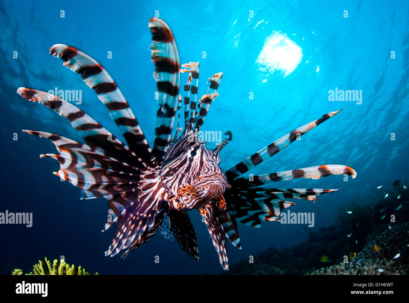 Leone (pterois volitans) su una scogliera Est dell isola di Tomia, , Wakatobi. Parco Nazionale, Indonesia Foto Stock