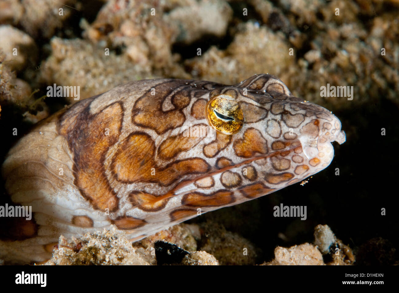 Napoleone Snake anguilla (Ophichthus bonaparti), off Pasar Wajo, tasto Isola, Indonesia Foto Stock