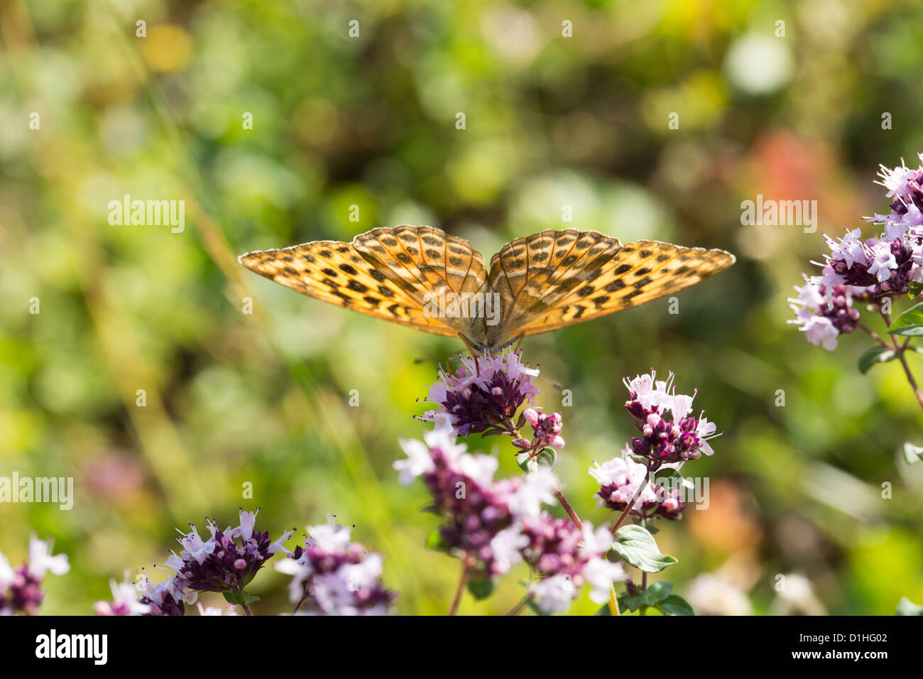 Farfalla su un fiore in natura, la flora e la fauna Foto Stock