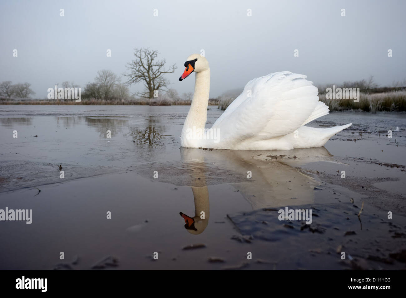 Cigno, Cygnus olor, singolo uccello sull'acqua, Warwickshire, Dicembre 2012 Foto Stock