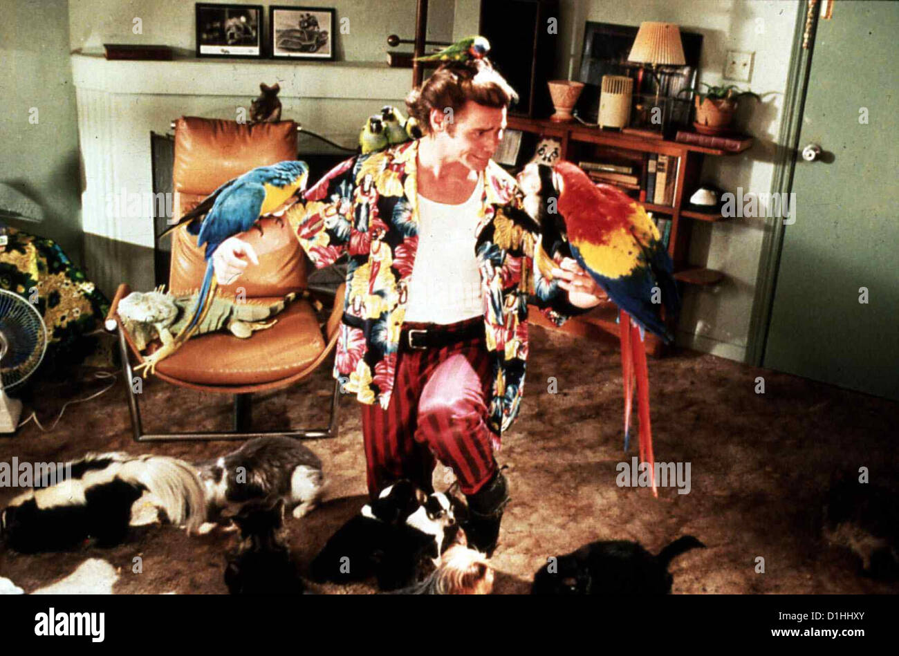 Ace Ventura - Ein Tierischer Detektiv Ace Ventura - Pet Detective Jim Carrey Detektiv Ace Ventura (Jim Carrey) macht sich Foto Stock