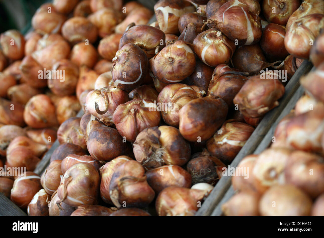 Bulbi di tulipani in un mercato dei fiori di Amsterdam Foto Stock