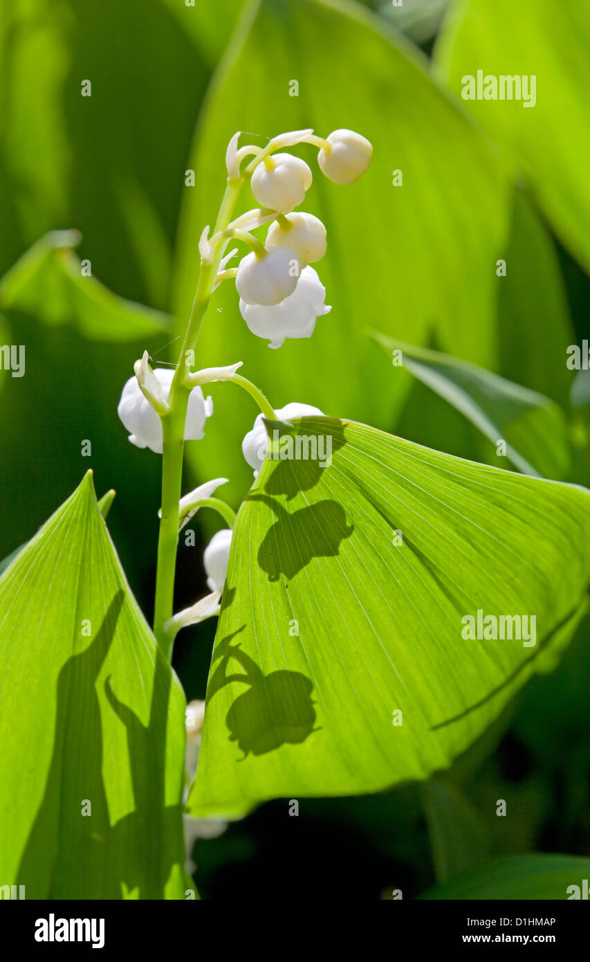 Il giglio della valle (convallaria majalis) Foto Stock