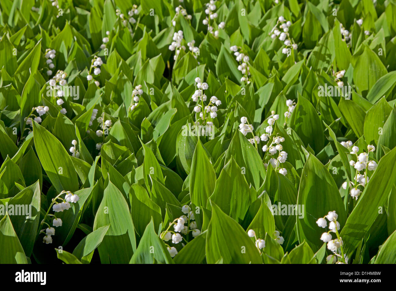 Il giglio della valle (convallaria majalis) Foto Stock