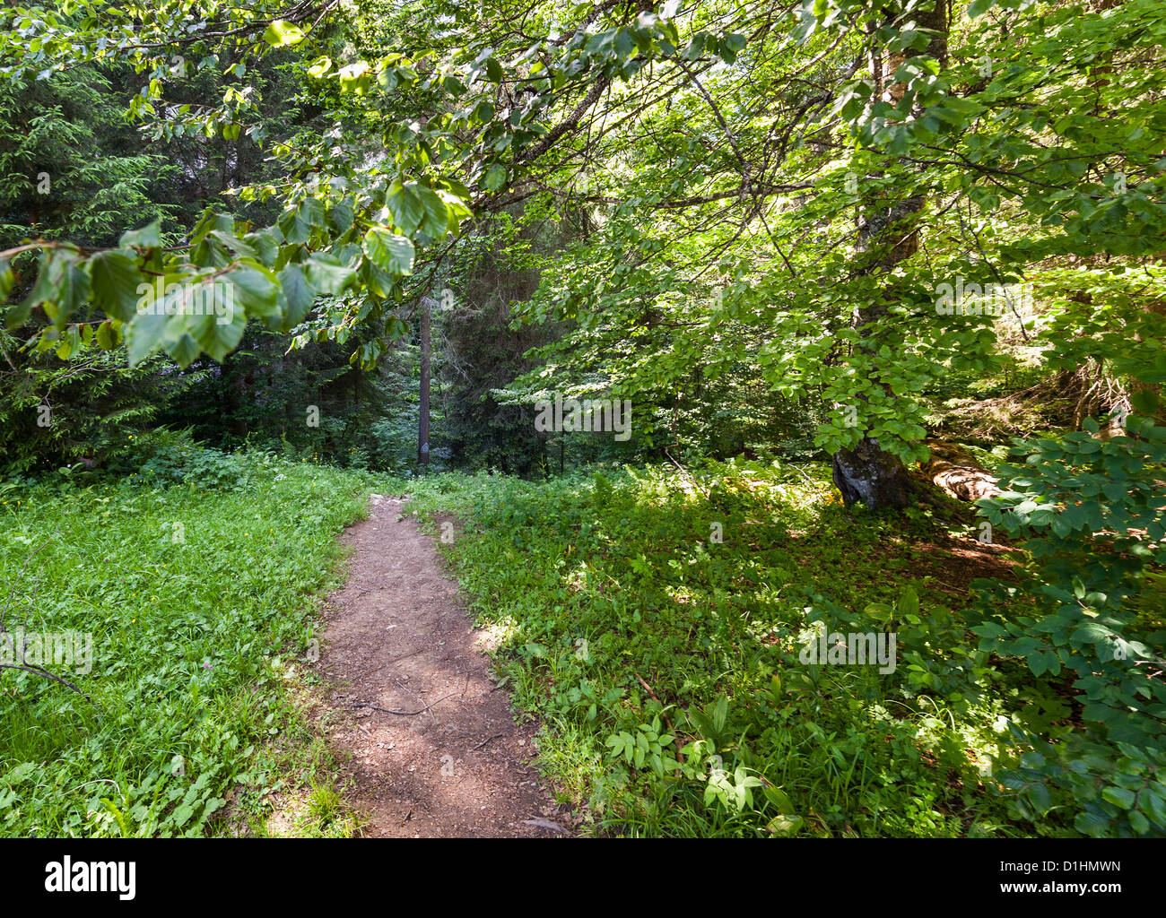 Sentiero (sentiero) in un bosco di faggi e pini Foto Stock